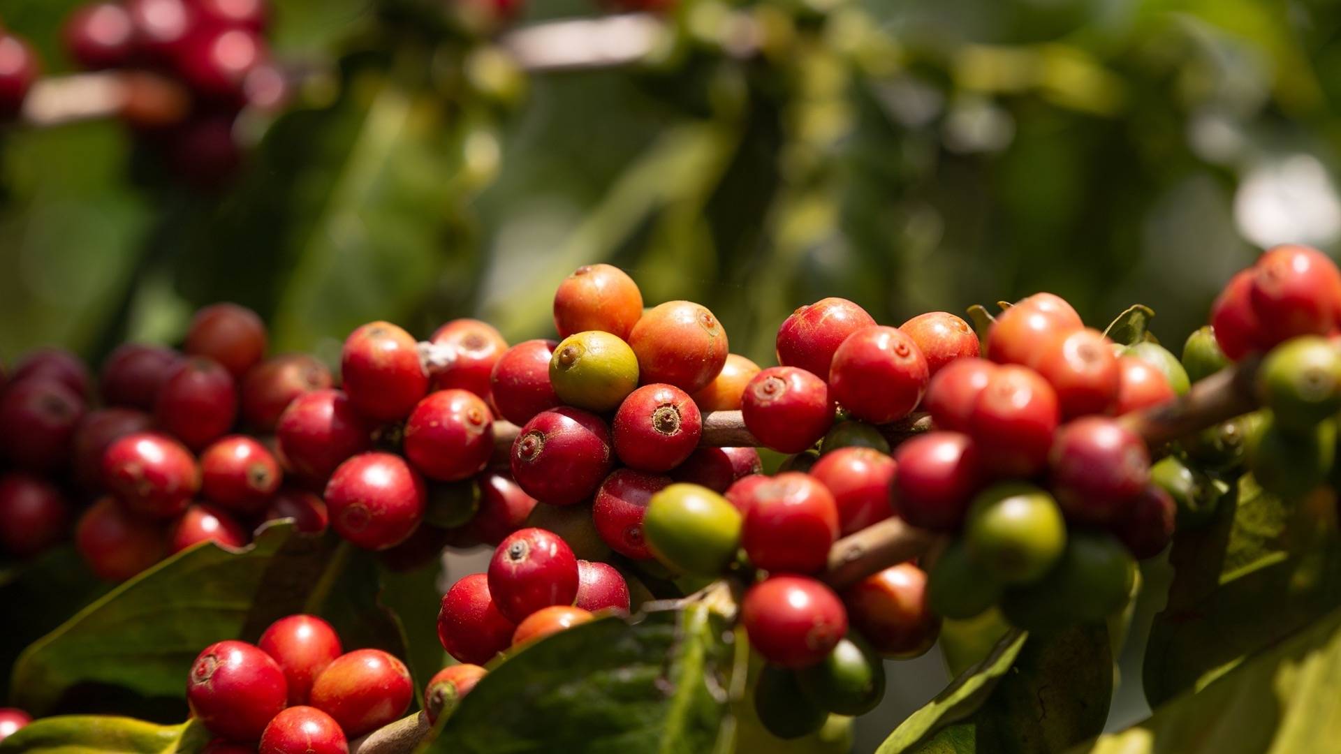 Cerises de café