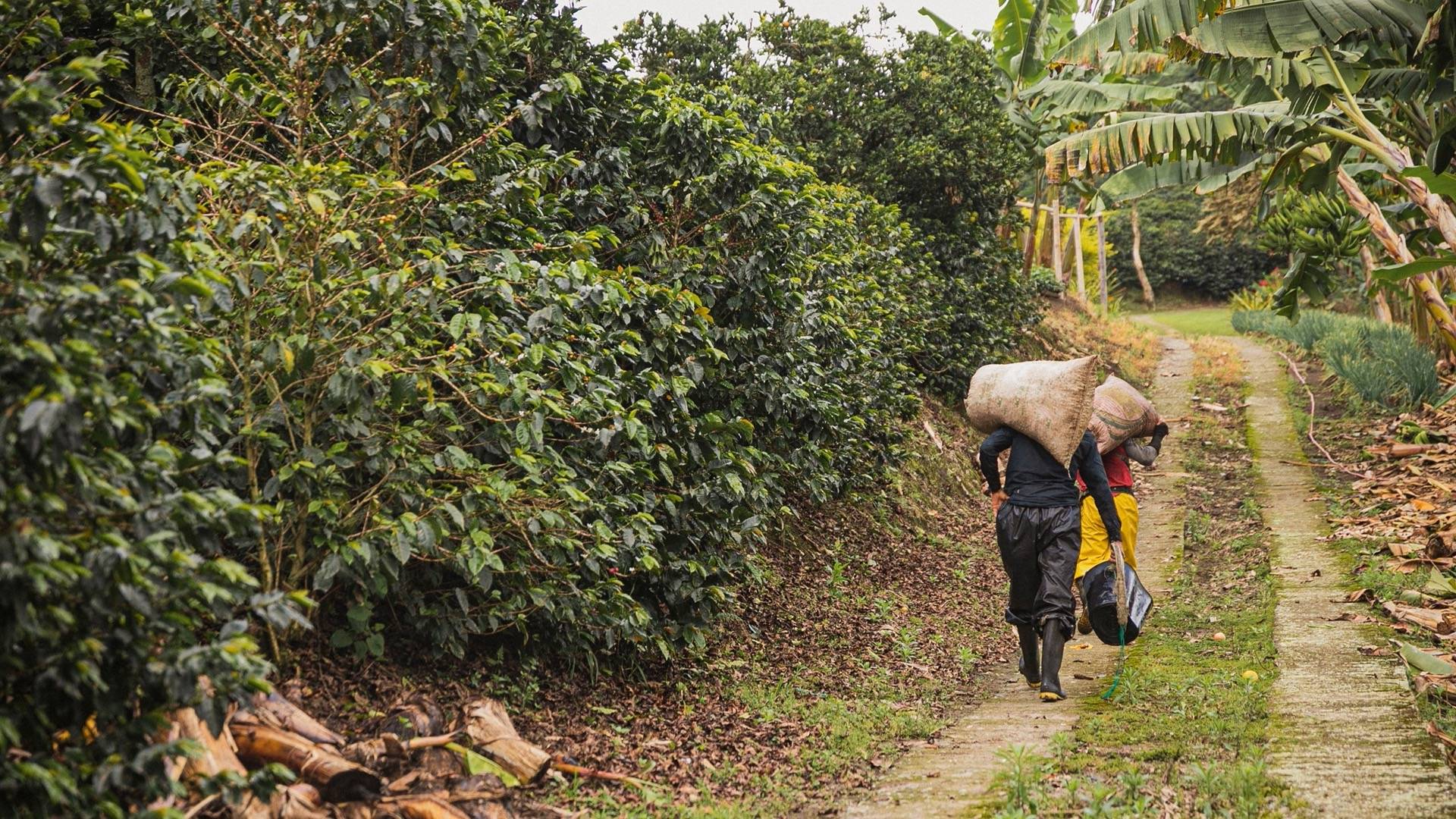 Travailleurs de la plantation